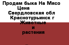 Продам быка На Мясо › Цена ­ 45 000 - Свердловская обл., Краснотурьинск г. Животные и растения » Другие животные   